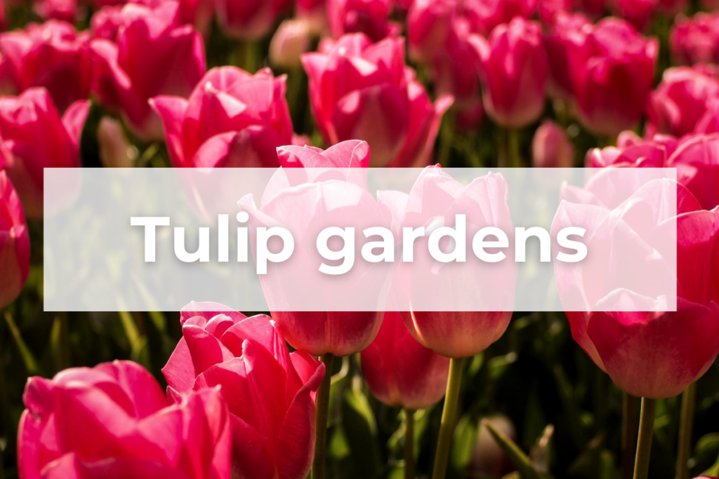 Tulip Gardens