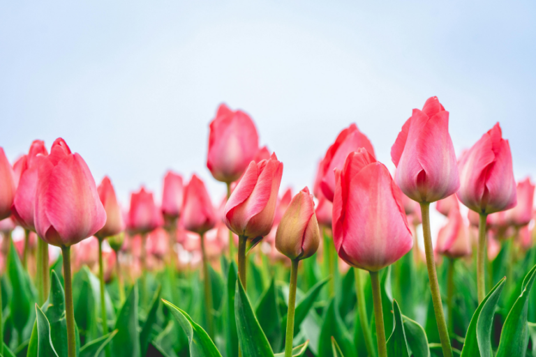 Pink Tulips Netherlands