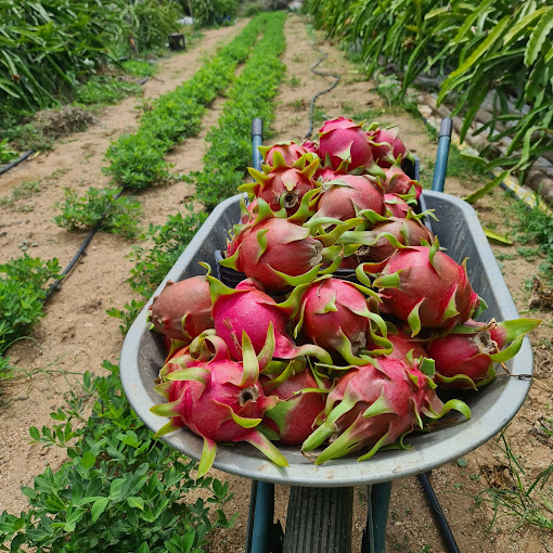 Pitaya Dragon Fruit Farm