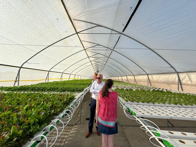 Thriving lettuce farm Aruba Secretaris Zsolt Szabó