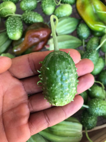 Cucumis anguria in hand small size