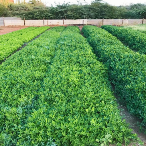 Cunucu Jaburibari Peanuts