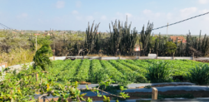 Aruba farm cucumber plants, agritourism