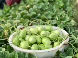 Cucumis angura harvest