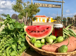 Harvest Aruba