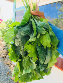 Tuscan Kale Aruba