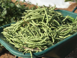 String beans harvest Aruba