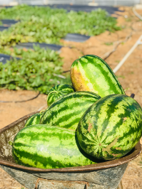 Aruba watermelon harvest