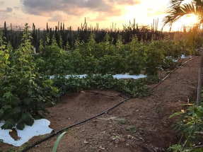 Aruba tropical farm, okra plants