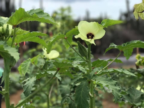 Aruba Okra