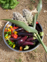 Aruba, harvest, sorghum, egglant, hot peppers