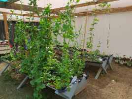 Malabar Spinach in DIY planters