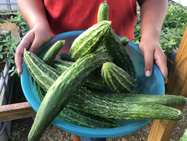 Suyo long cucumber harvest