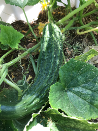 Suyo long cucumber