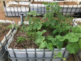 Wicking beds