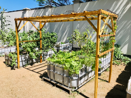 Wicking beds, grow beds, trellis