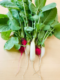 Radish varieties