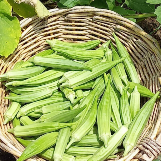 Santa Rosa Aruba Okra Harvest