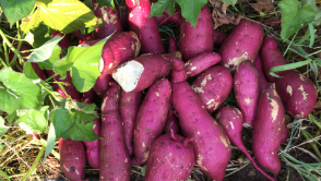 Red sweet potato