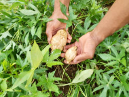 White sweet potato