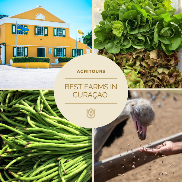 List of the best traditional farms, specialty farms in Curacao