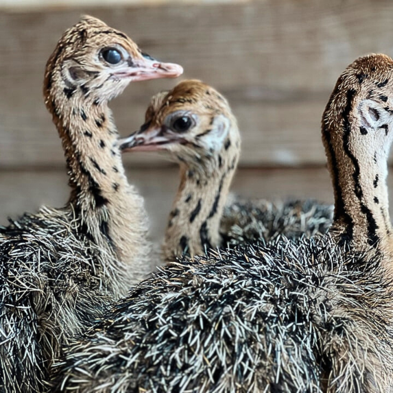 Curacao ostrich farm baby birds
