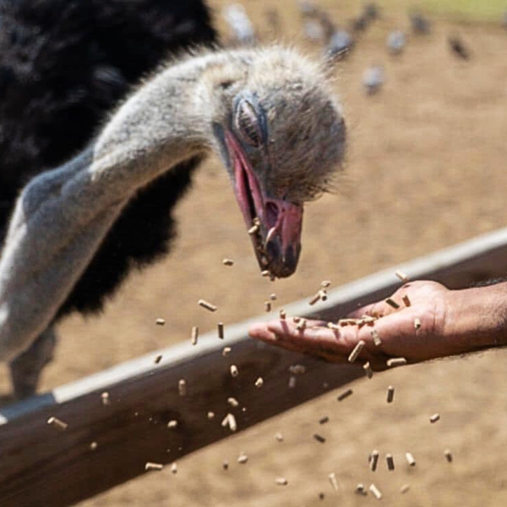 Curacao ostrich farm