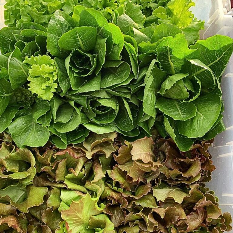 D'Farm Curacao Lettuce
