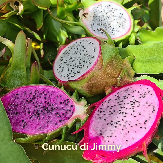 Dragon fruit varieties in Aruba