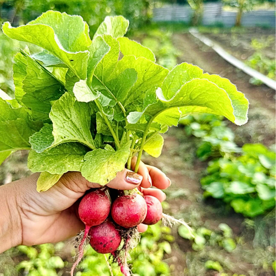 Hofi Cas Cora Curaçao radish harvest