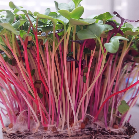 Hybizz Curacao microgreens