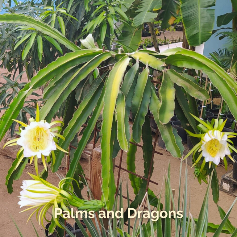 Palms and Dragons Dragon fruit plants