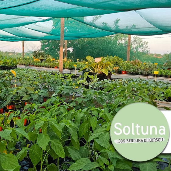 Soltuna Curaçao Plant nursery