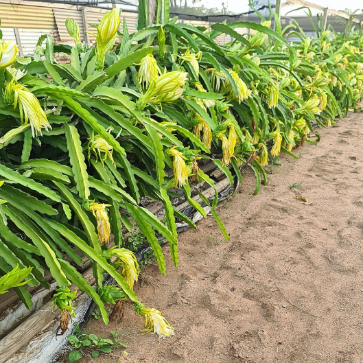 Why dragon fruit thrives in Aruba. Flowering dragon fruit cactus plants