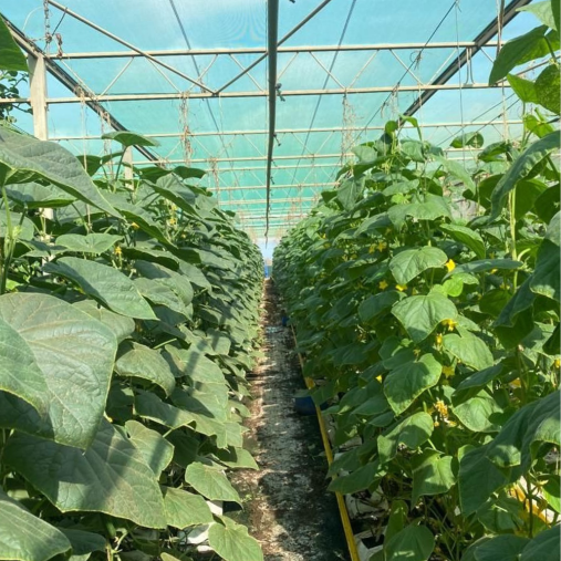Cucumber plants in greenhouse Bonaire
