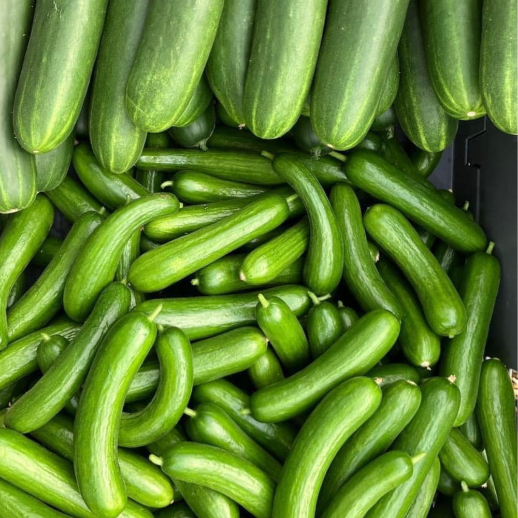 Cucumber local harvest Bonaire