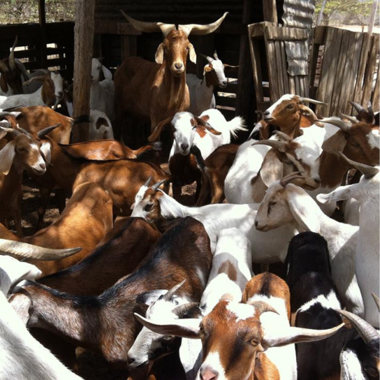 Goat farm Bonaire Semper Kontentu ALways happy