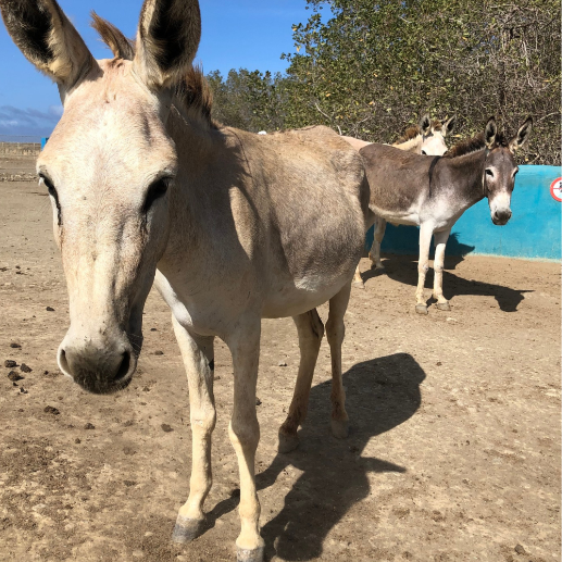 Donkey Sanctuary Bonaire Donkeys outdoor