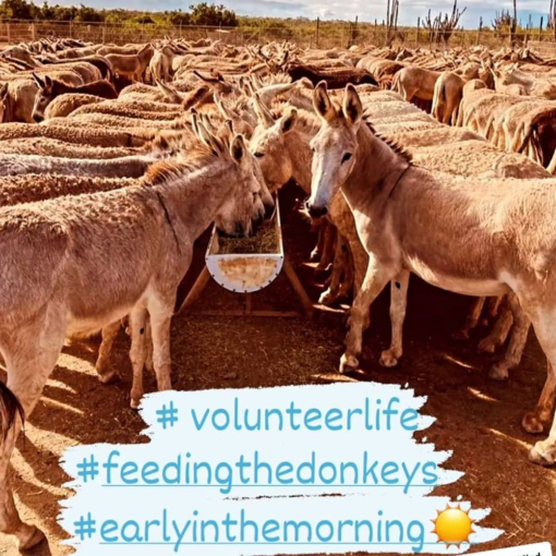 Donkey Sanctuary Bonaire Volunteer day Feeding donkeys