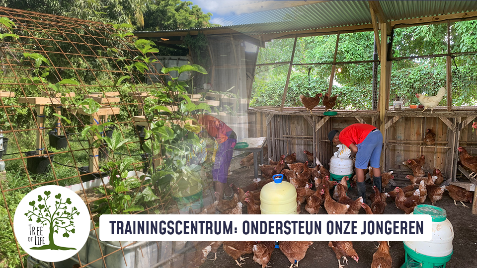 Tree of life Curacao Nature projects, kippen boerderij, seeds of hope