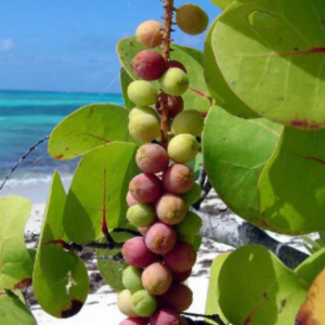 Sea grape Coccoloba uvifera