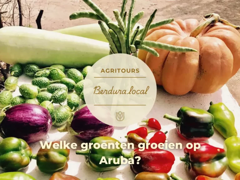 Vegetables that grow in Aruba, pumpkin, bell pepper, eggplant, cucumber, beans, squash